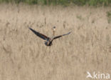 Purperreiger (Ardea purpurea) 