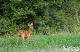 Ree (Capreolus capreolus)