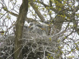 Reiger (Ardea spec)