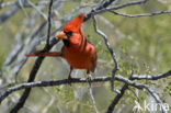 Rode Kardinaal (Cardinalis cardinalis)