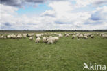 Schaap (Ovis domesticus)