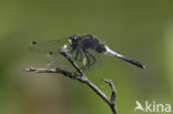 Sierlijke witsnuitlibel (Leucorrhinia caudalis) 