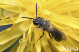 Texelse zandbij (Andrena fulvago) 