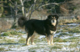 Tibetaanse mastiff (Canis domesticus)