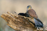 Torenvalk (Falco tinnunculus)