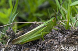 Tricolor Locust (Paracinema tricolor)