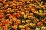 Tulp (Tulipa)