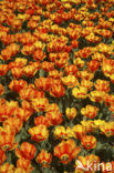 Tulp (Tulipa)