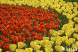 Tulp (Tulipa)