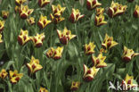 Tulp (Tulipa)