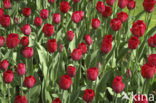 Tulp (Tulipa)