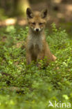 Vos (Vulpes vulpes)