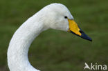 Wilde Zwaan (Cygnus cygnus)