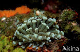 Anemoon (Anemone )