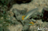 Blauwstreep Zandhapper (Valenciennea strigata)