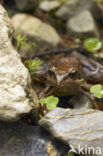 Bruine kikker (Rana temporaria)