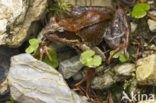 Bruine kikker (Rana temporaria)