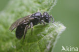 Halfglanzende Groefbij (Lasioglossum semilucens)