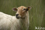 Kempisch heideschaap (Ovis domesticus)