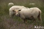 Kempisch heideschaap (Ovis domesticus)