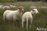 Kempisch heideschaap (Ovis domesticus)