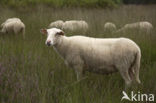 Kempisch heideschaap (Ovis domesticus)