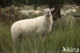 Kempisch heideschaap (Ovis domesticus)