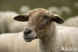 Kempisch heideschaap (Ovis domesticus)