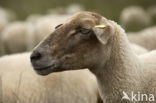 Kempisch heideschaap (Ovis domesticus)