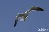 Kleine Mantelmeeuw (Larus fuscus)