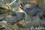 Laplanduil (Strix nebulosa)