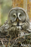 Laplanduil (Strix nebulosa)