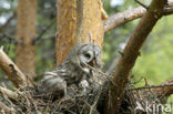 Laplanduil (Strix nebulosa)