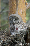 Laplanduil (Strix nebulosa)