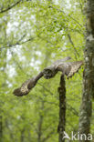 Laplanduil (Strix nebulosa)