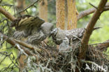 Laplanduil (Strix nebulosa)