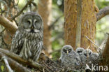 Laplanduil (Strix nebulosa)