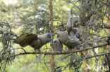 Laplanduil (Strix nebulosa)