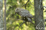 Laplanduil (Strix nebulosa)