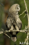 Laplanduil (Strix nebulosa)