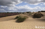 Nationaal Park Drents-Friese Wold