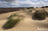 Nationaal Park Drents-Friese Wold