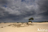 Nationaal Park Loonse en Drunense Duinen