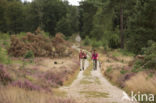 Nationaal Park Sallandse Heuvelrug