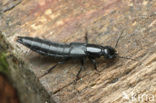 Ocypus ater