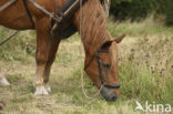 Paard (Equus spp)