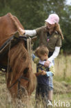 Paard (Equus spp)