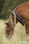 Paard (Equus spp)