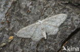 Paardenbloemspanner (Idaea seriata)