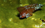 Redskinfish (Ablabys binotatus)